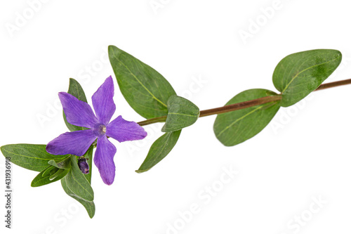 Violet flower of periwinkle, lat. Vinca, isolated on white background