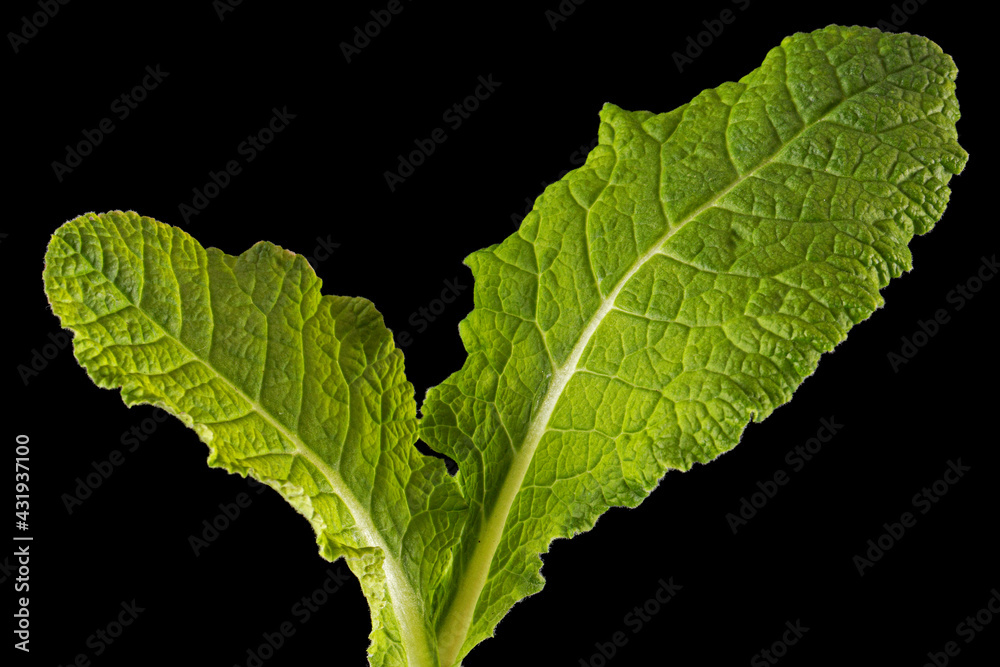 Fototapeta premium Green leaves of primrose flower, isolated on black background
