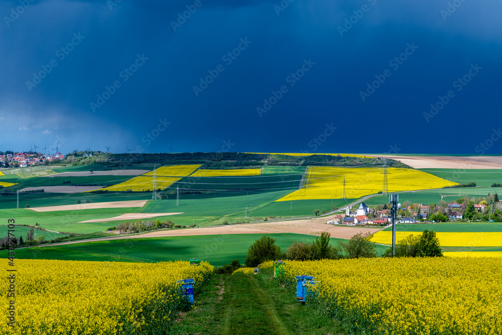 Obraz premium field of rapeseed