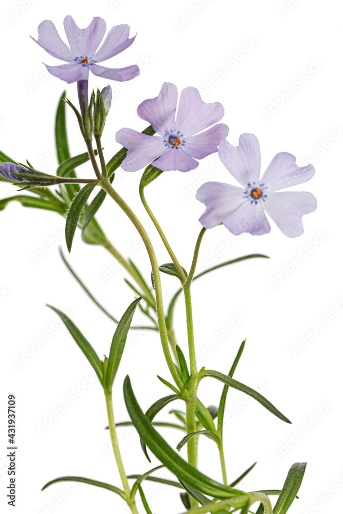 Lilac flowers of phlox subulate, isolated on white background Lilac flowers of phlox subulate, isolated on white background