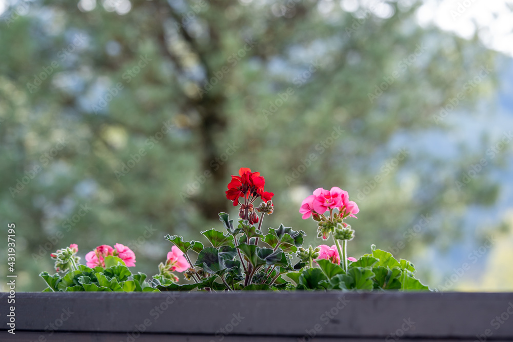 beautiful red balcony flowers, geranium flowers beautiful red balcony flowers, geranium flowers