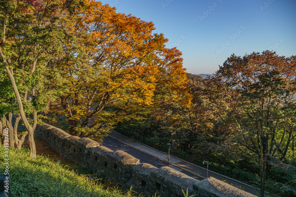 Obraz premium autumn foliage