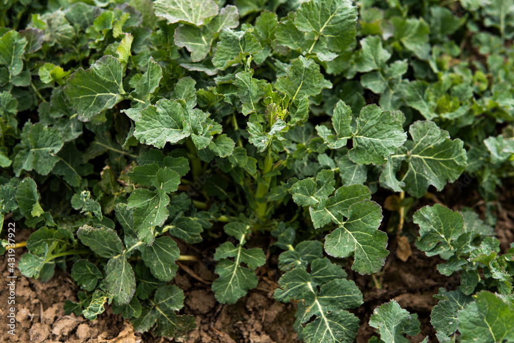 Close up of winter rape plants on a spring field. Agriculture, cultivating.