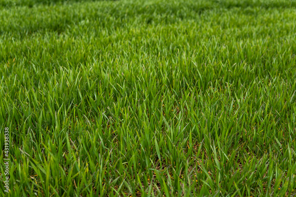 Young green wheat seedlings growing in soil on a field. Close up on sprouting rye on a field. Sprouts of rye. Sprouts of young barley or wheat that have sprouted in the soil. Agriculture, cultivation. Young green wheat seedlings growing in soil on a field. Close up on sprouting rye on a field. Sprouts of rye. Sprouts of young barley or wheat that have sprouted in the soil. Agriculture, cultivation.