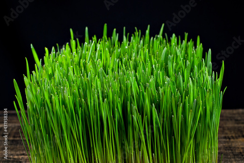 Wheat microgreen isolated on black background. Texture of green stems close up.