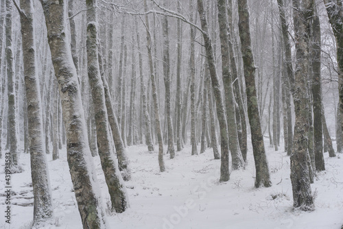 Pine trees covered in snow on a white winter landscape in Mondim de Basto, Portugal