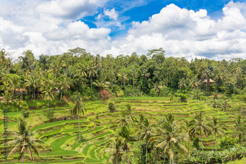 Beautiful rice terraces of Tegallalang, Bali, Indonesia. Wonderful green landscape.