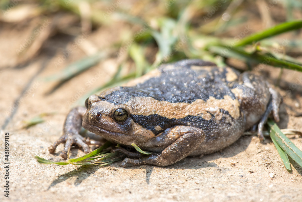 Close-up kaloula pulchra, fat, round, chubby female in the rainy season. Shaped like a frog Close-up kaloula pulchra, fat, round, chubby female in the rainy season. Shaped like a frog