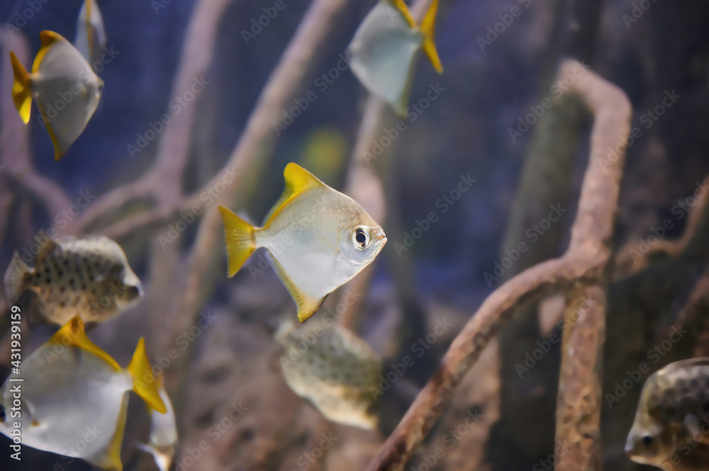 Silver Moony or silver moonfish (Monodactylus argenteus) Monodactylidae fish commonly found in the Red Sea and the coasts of East Africa, as well as south of New Caledonia and Australia Silver Moony or silver moonfish (Monodactylus argenteus) Monodactylidae fish commonly found in the Red Sea and the coasts of East Africa, as well as south of New Caledonia and Australia