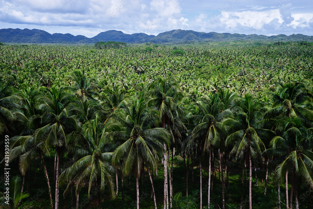 Tropical landscape. Big coconut palm trees plantation. Tropical landscape. Big coconut palm trees plantation.