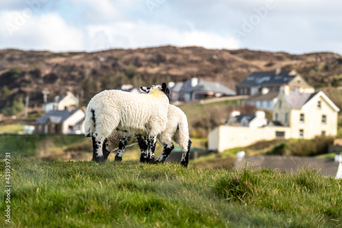 Cute blackface sheep lambs in a field in County Donegal - Ireland