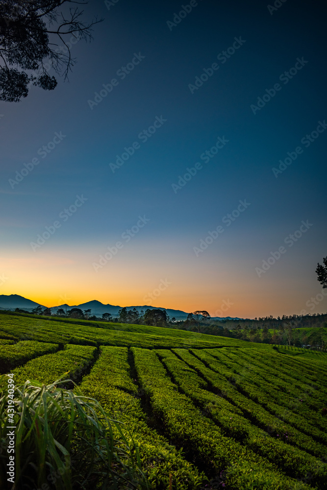 sunset over the field