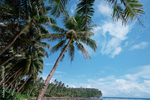 Fototapeta Naklejka Na Ścianę i Meble -  Tropical beach with coconut palm trees.