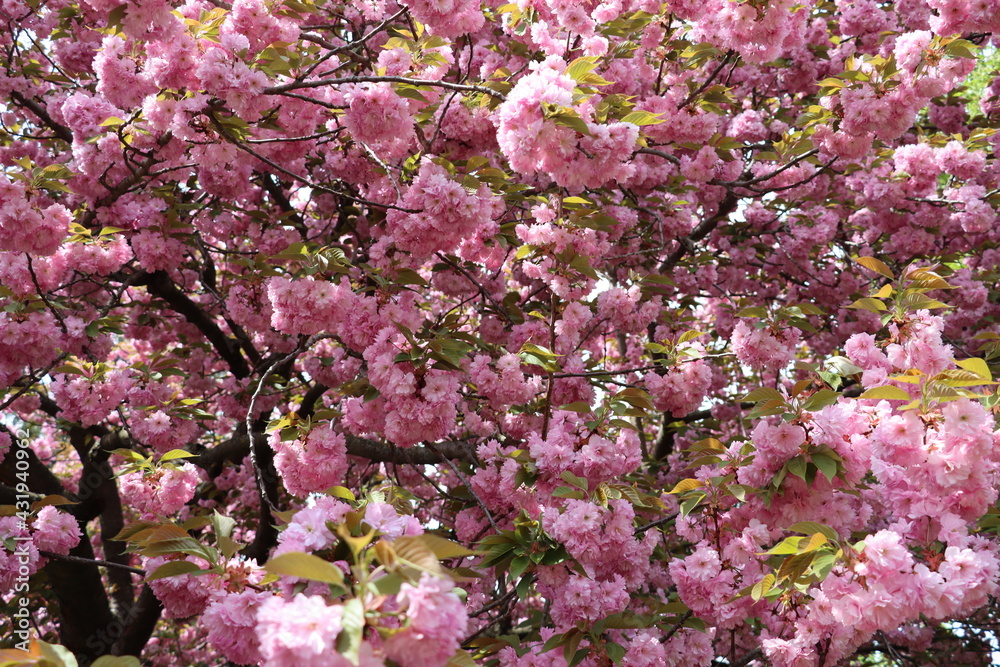 Sakura Blossoms - Spring - Pink Background.