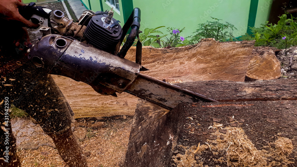 "The wood is sawed by a chainsaw with shavings flying around. chainsaw saws a tree with sawdust