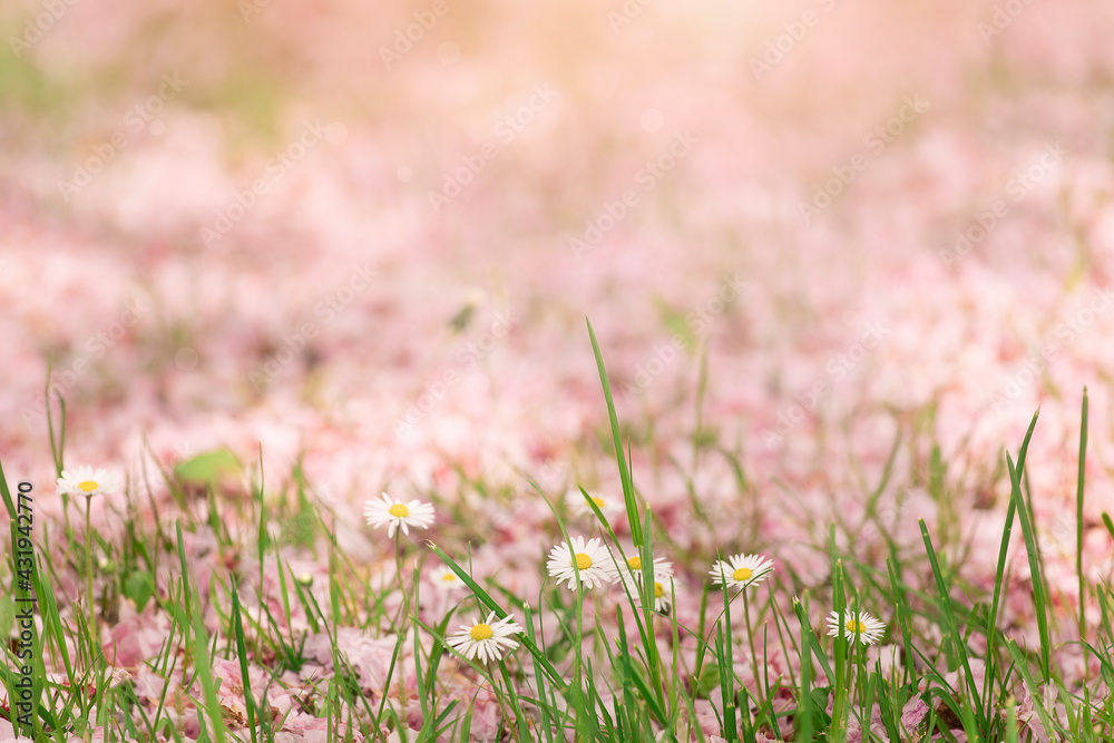Pink background with blurred meadow land daisy flowers close-up. Delicate wild flowers in pastel shades, with grass blades. Spring, summer background. Pink background with blurred meadow land daisy flowers close-up. Delicate wild flowers in pastel shades, with grass blades. Spring, summer background.