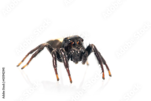 Image of biting jumping spider (Opisthoncus mordax) on white background. Insect. Animal