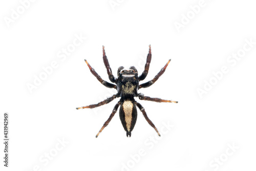 Image of biting jumping spider (Opisthoncus mordax) on white background. Insect. Animal © yod67