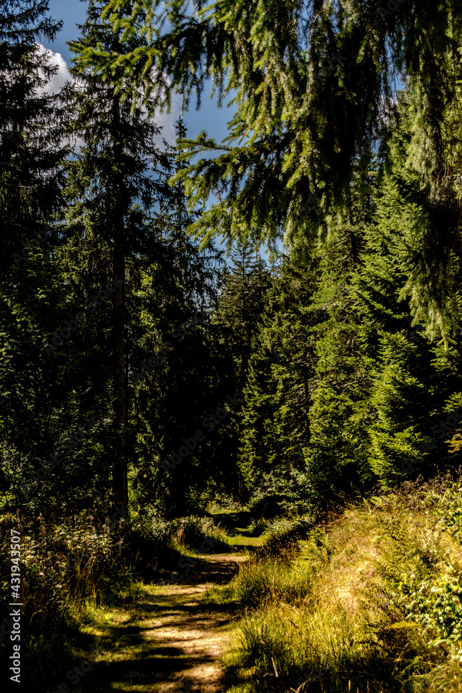 Obraz premium forest in the morning