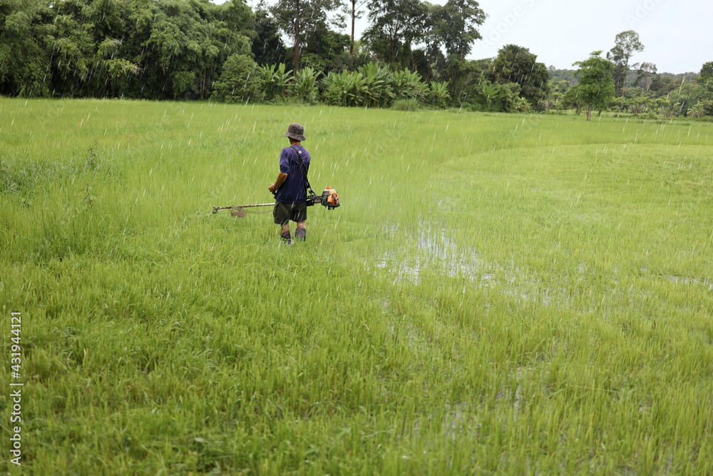 Farmers wear boots, hats and carry mowers and wade mowers in the water to cut green rice in the rice fields during the rain. Farmers wear boots, hats and carry mowers and wade mowers in the water to cut green rice in the rice fields during the rain.