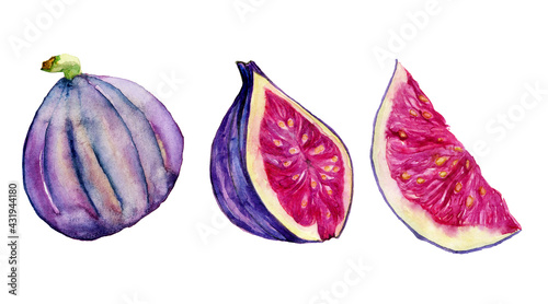 Watercolor fig fruit isolated on white background. Hand drawing illustration. Purple ripe fruit whole and sliced for food design or print.