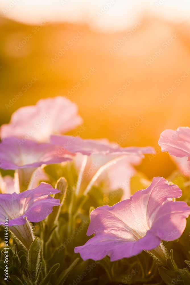 Cosmos flowers blooming in the sunset