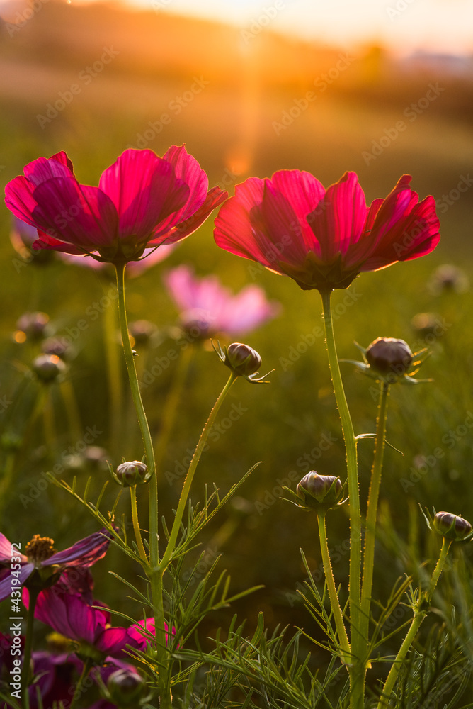 Cosmos flowers blooming in the sunset