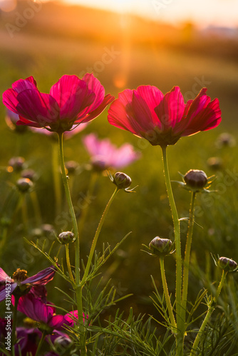 Cosmos flowers blooming in the sunset