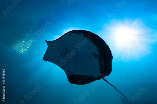 Himantura uarnacoides swimming in the water. Manta ray. Stingray photo