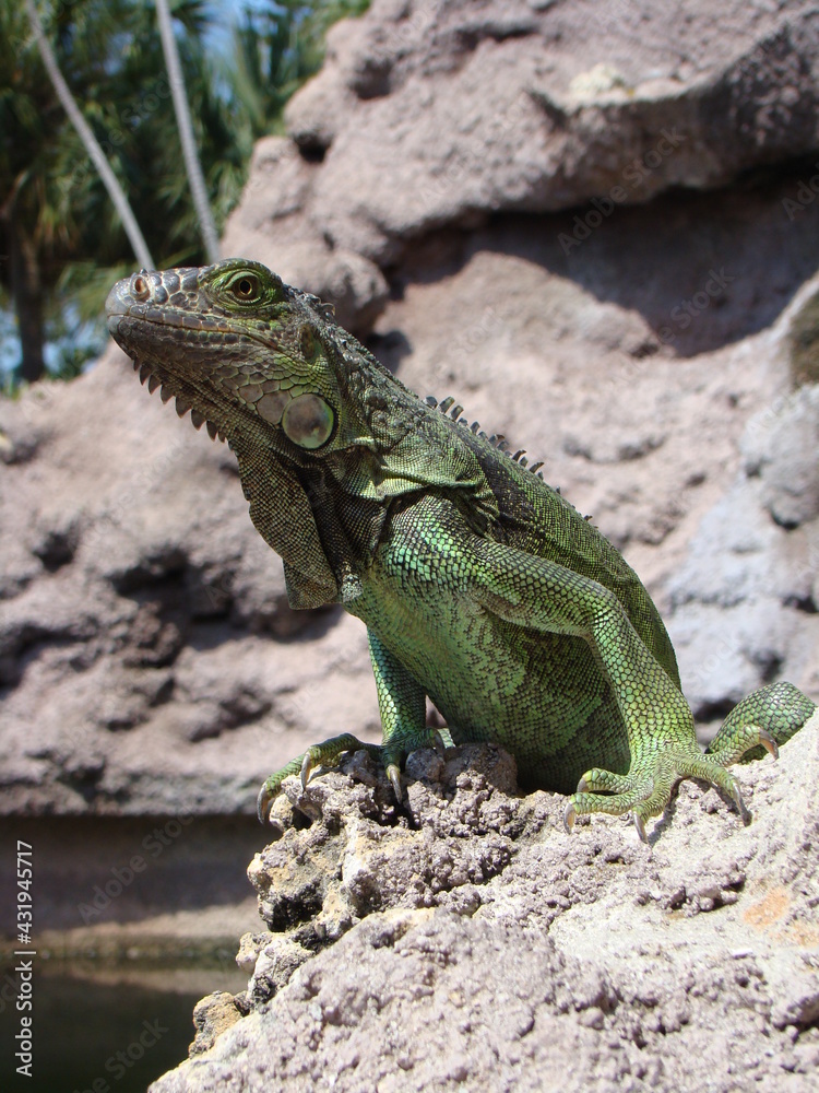 iguana
