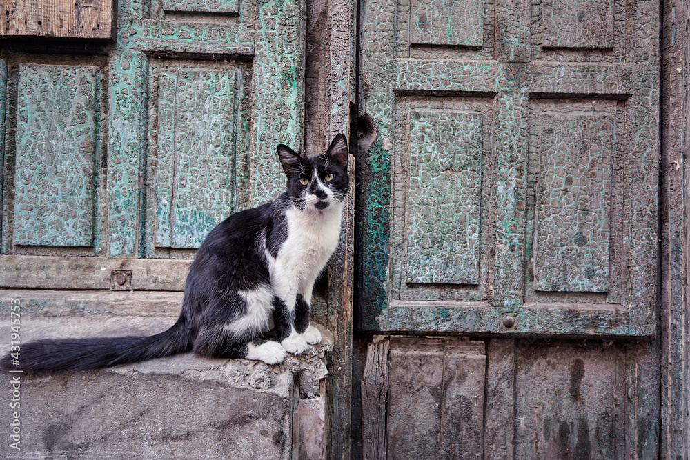 Cat sitting near his house door.