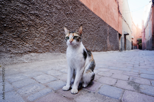 Kitty cat on town street. © luengo_ua