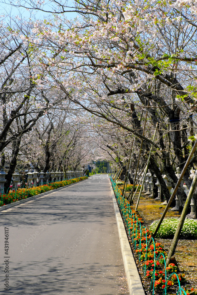 Obraz premium ソメイヨシノのトンネルが出迎える特攻平和会館の道「縦構図」