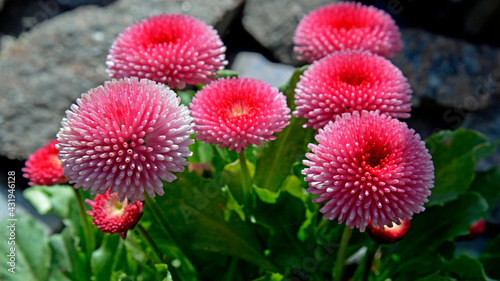 A spring ornamental plant planted in gardens, park squares and city beds, called garden daisy in Białystok, Podlasie, Poland.