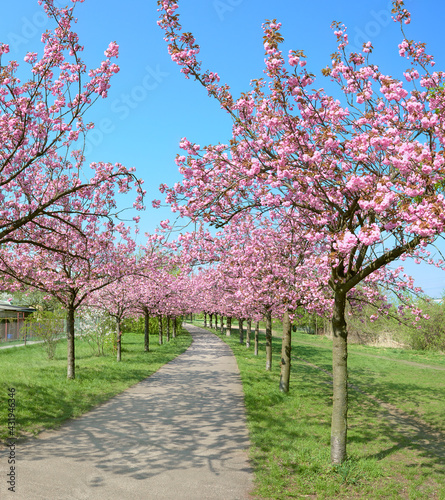 Alley of blossoming cherry trees called Mauer Weg English: Wall Path following the path of former Wall in Berlin, Germany. Bright sunlight with shadows. photo