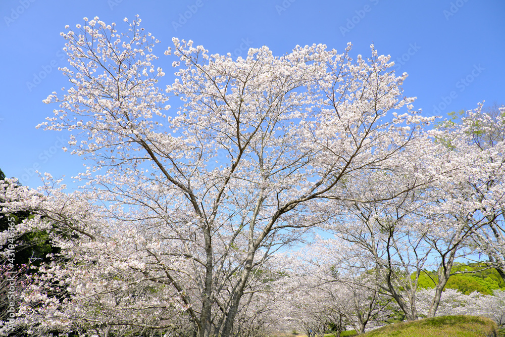 太陽の光を浴びる美しいソメイヨシノの花 太陽の光を浴びる美しいソメイヨシノの花
