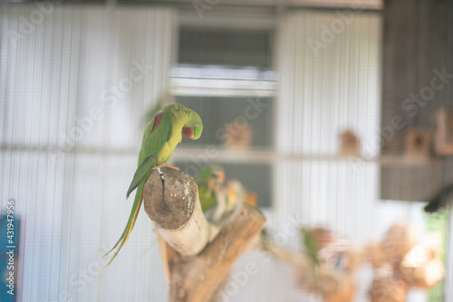 A beautiful small green parrot on a branch photo