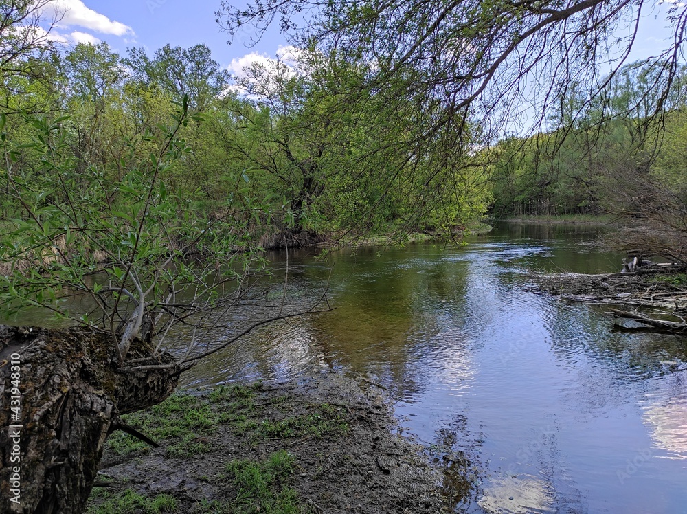 river in the forest