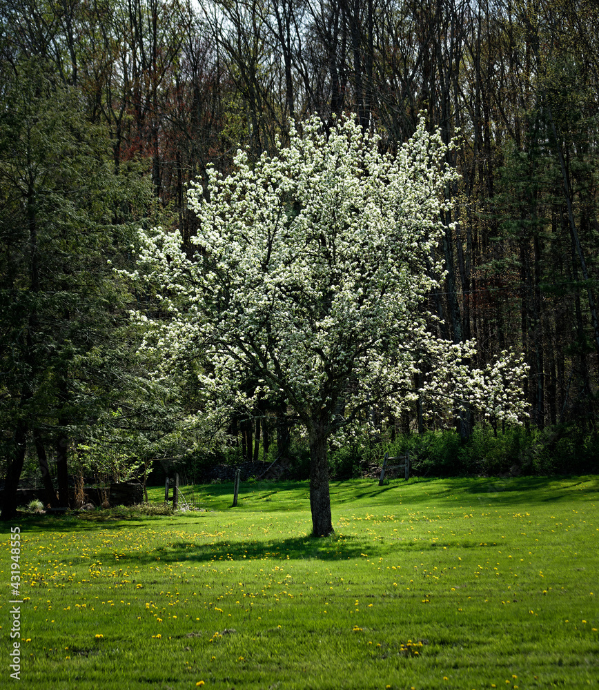 Naklejka premium Solo Side Lit White Tree Blossoming in a Yard in the small town of Windsor in Broome County in Upstate NY Backlit tree in the open area stands out from green forest behind it.