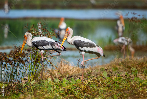 Painted Stork