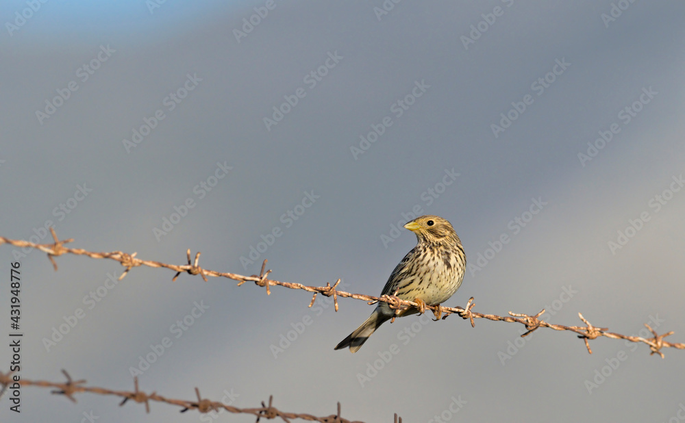 Fototapeta premium Corn Bunting - Miliaria calandra, Crete, Greece