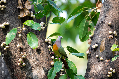 Pink - necked Green Pigeon photo