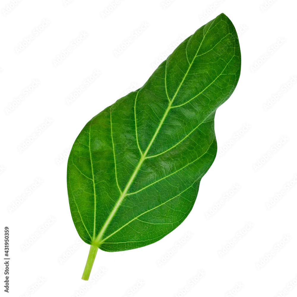 Obraz premium Fresh natural banyan leaf (Ficus benghalensis) isolated on a white background.