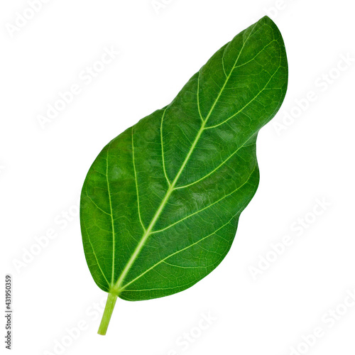 Fresh natural banyan leaf  Ficus benghalensis  isolated on a white background.