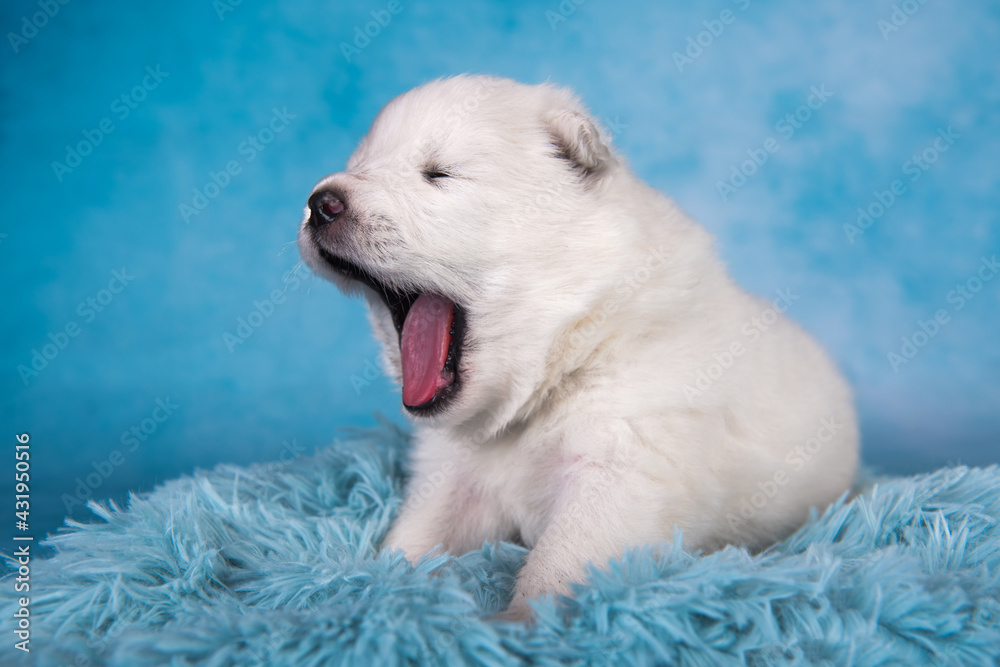 White fluffy small Samoyed puppy dog yawns on blue