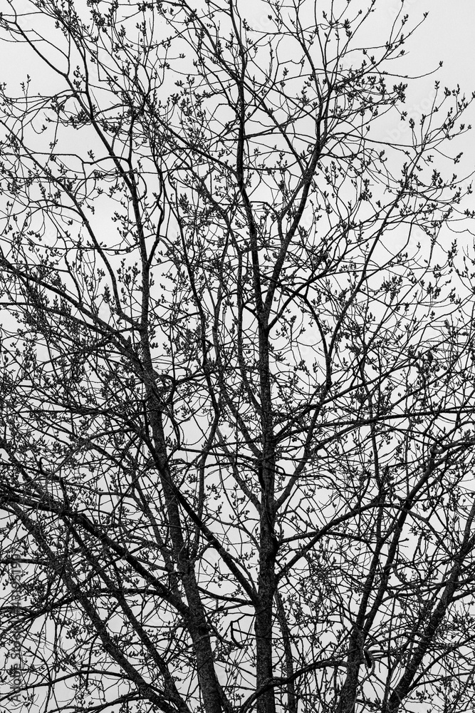 Willow tree in spring. Willow tree in spring.