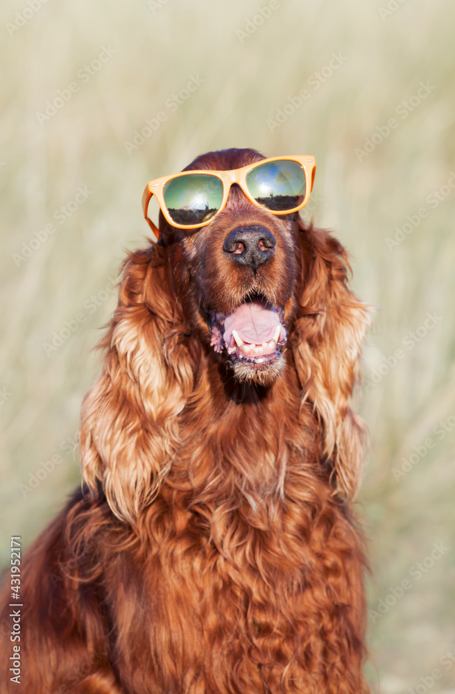 Funny panting cute happy irish setter pet dog smiling with sunglasses in summer