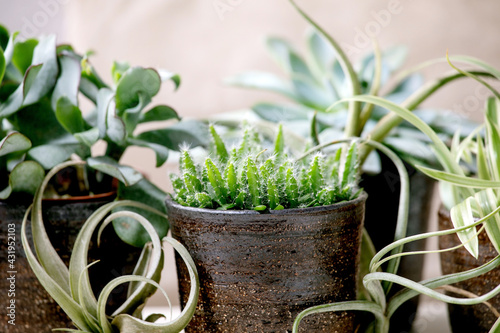 Tillandsia air and different succulent plant in ceramic pots photo