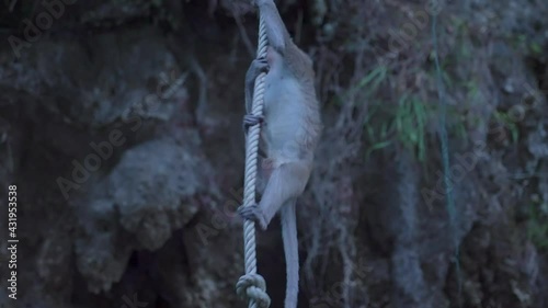 Long-tailed Macaque climbing a rope over a Cliff, Thailand.