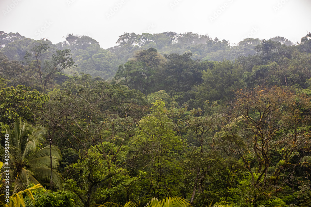 View of the cloud forest with birds, trees and lush plants